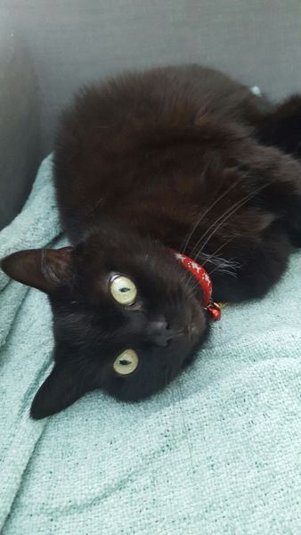 To love my kittens and want to see yours?