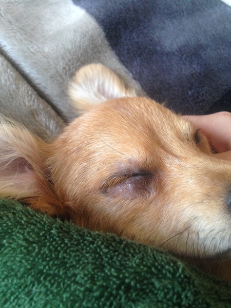 Does anyone fancy a "puppy survival" thread part 2