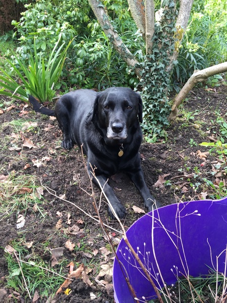 No excuse, just wanted to share a photo of our dog