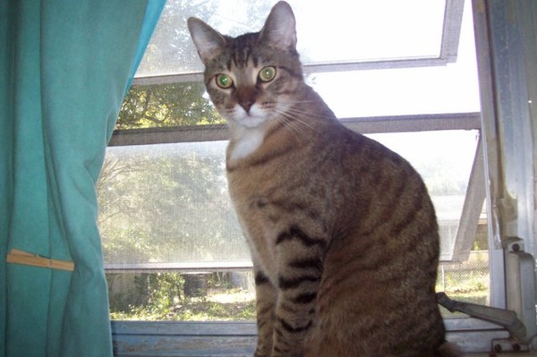Cats still catting. What's your DCat up to today? Pt 3