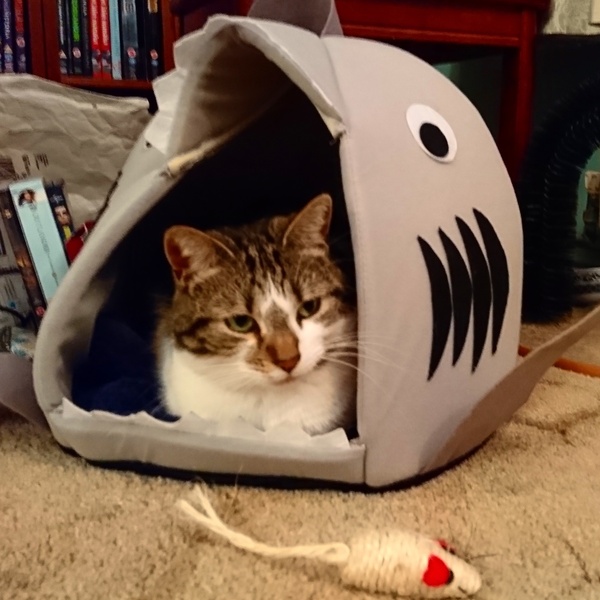 I can't hear my cat purr.