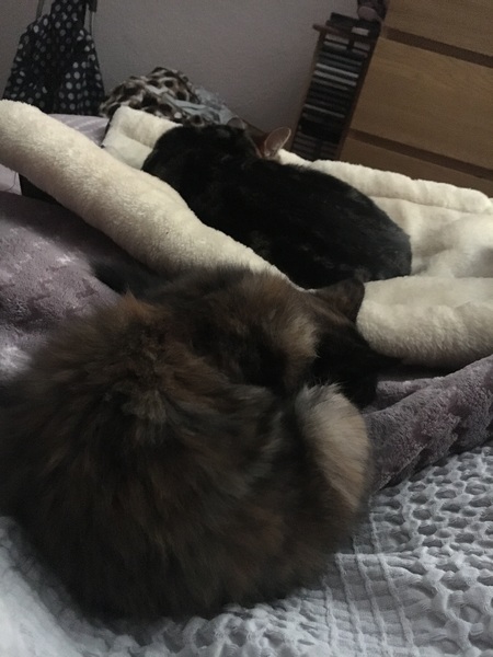 Cats still catting Part 4
