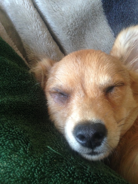Does anyone fancy a "puppy survival" thread part 2