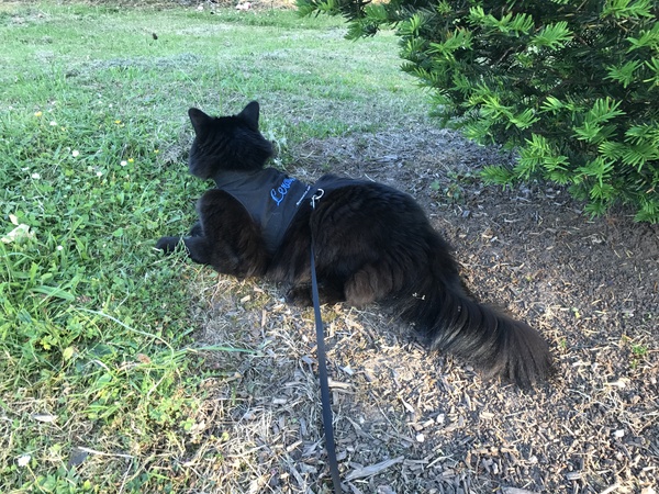 Outdoor cat run/ pen