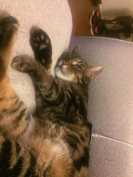 Cats still catting. What's your DCat up to today? Pt 3