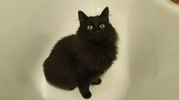 What is wonderful about your cat?