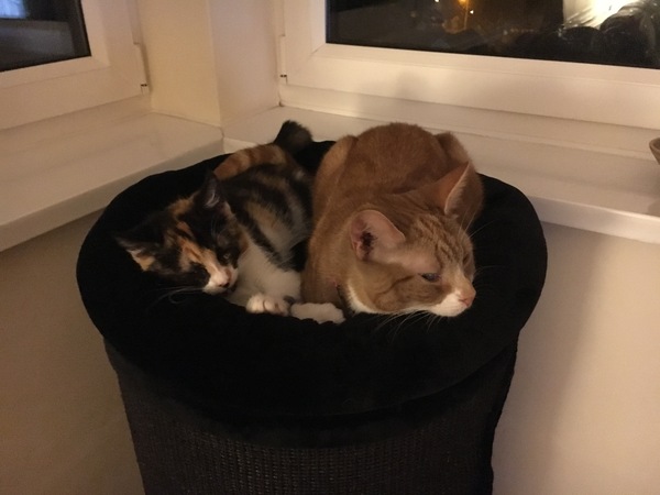 Clumping or non clumping litter ? Which is best.