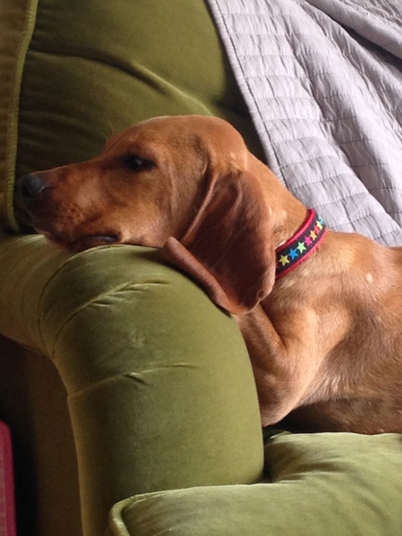 Does anyone fancy a "puppy survival" thread part 2