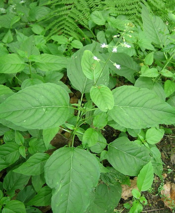 Weed or plant, plant or weed?