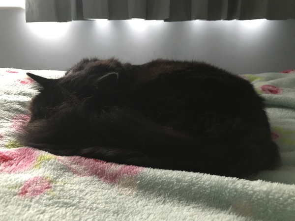 Cats still catting. What's your DCat up to today? Pt 3