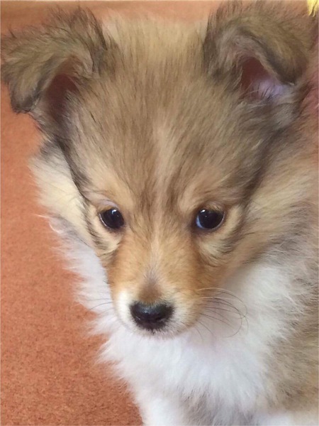 No excuse, just wanted to share a photo of our dog