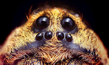 The Tory's want to put big ass spiders in all of YOUR bathrooms!