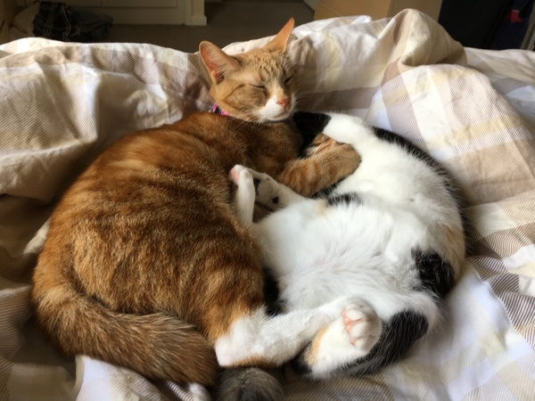 Cats still catting. What's your DCat up to today? Pt 3