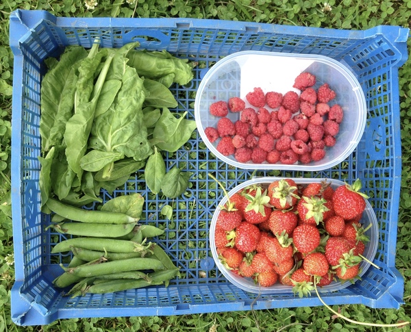Allotment?Veg Patch Thread 10 - Plotmenters  busy into summer ! and loving James Wong