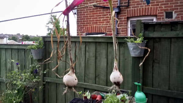 Allotment/Veg Patch Thread 9 - Spring is sprung, its getting really busy!