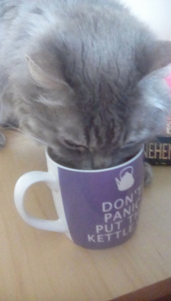 Cat drinking my juice out of my glass!