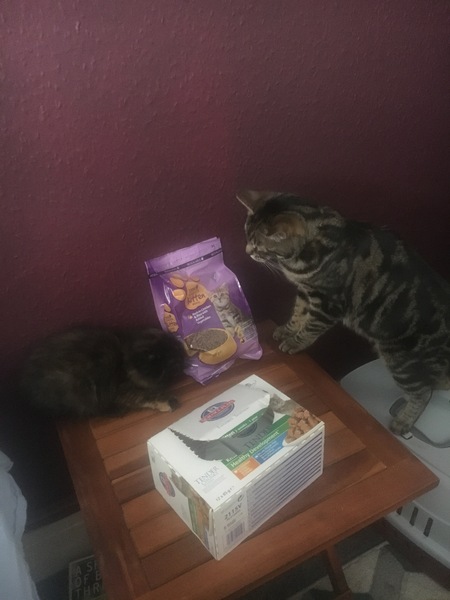 Cats still catting. What's your DCat up to today? Pt 3