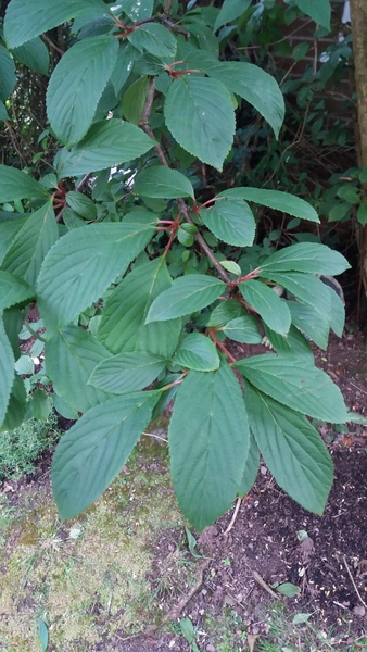 Another plant/tree id please
