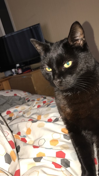 To ask to see a picture of your pet when it was a baby and now?