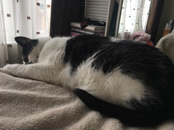 What is wonderful about your cat?