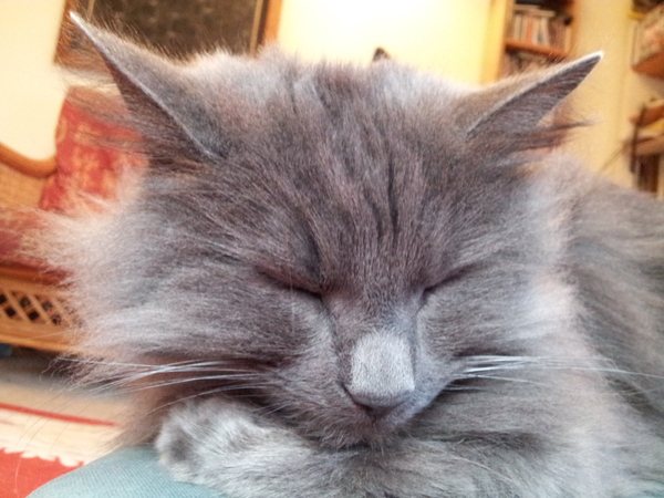 Any experts on cat breeds?
