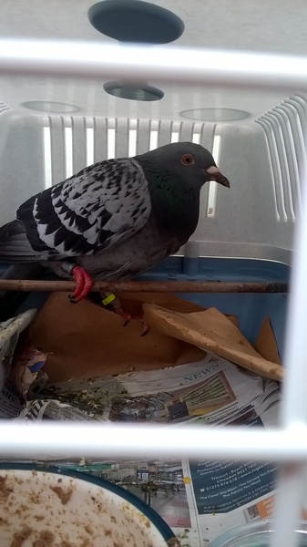 Anyone lost this? On my backstep if it's yours!