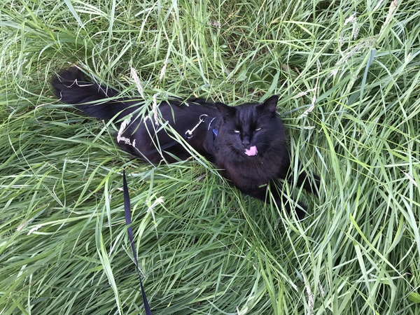 Do cats get hay fever?