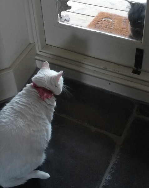Cats still catting Part 4