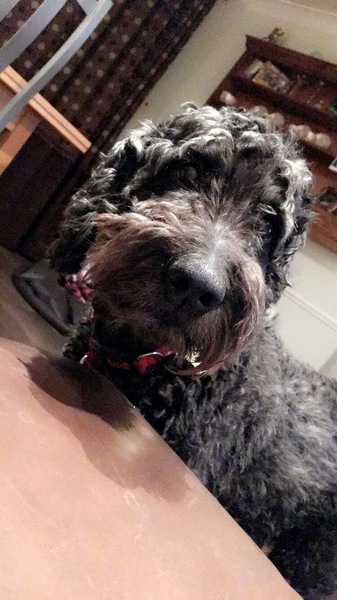 No excuse, just wanted to share a photo of our dog