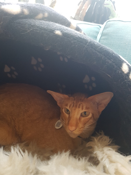 Nervous Oriental Rescue