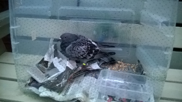 Anyone lost this? On my backstep if it's yours!