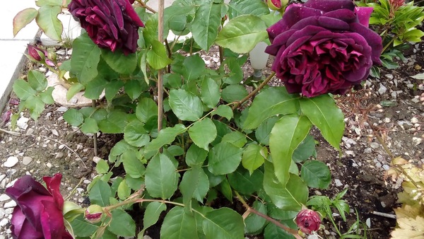 What's looking good in your garden at the moment?