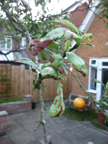 what do the brown patches on my plum tree leaves mean?