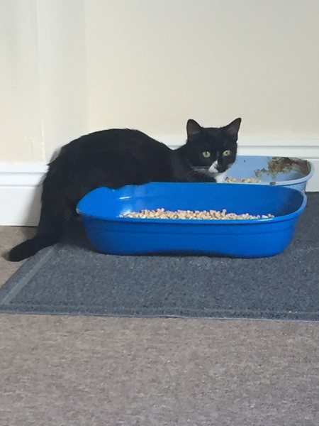 My cat has just embodied motherhood.