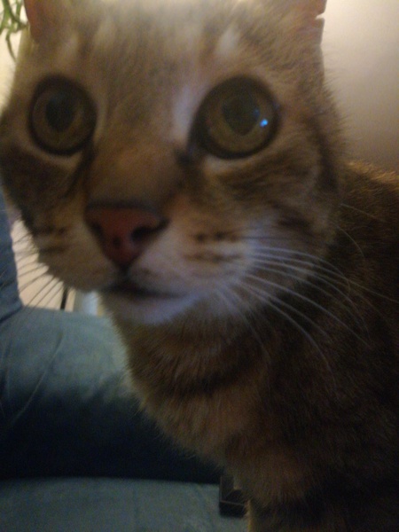 Cats still catting. What's your DCat up to today? Pt 3