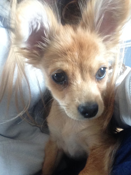 Does anyone fancy a "puppy survival" thread part 2