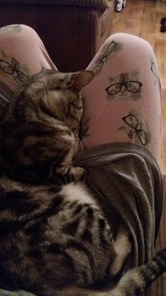 To love my kittens and want to see yours?
