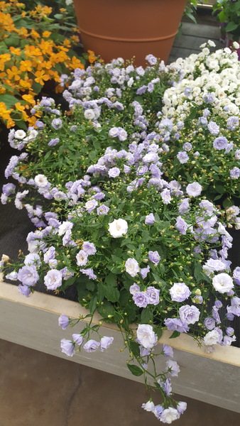 What is this pretty thing?