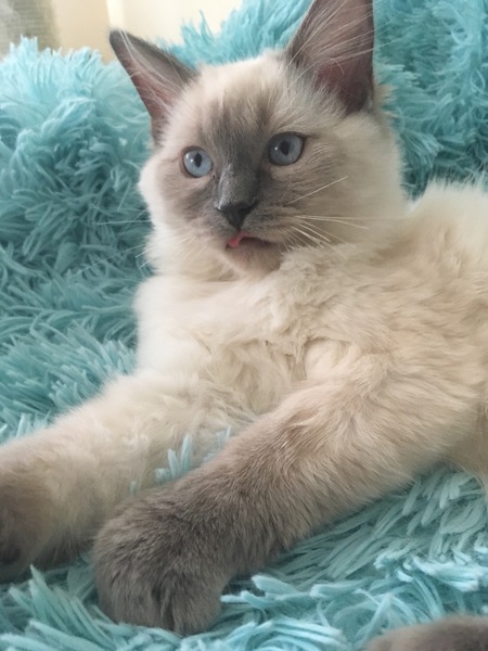 To love my kittens and want to see yours?