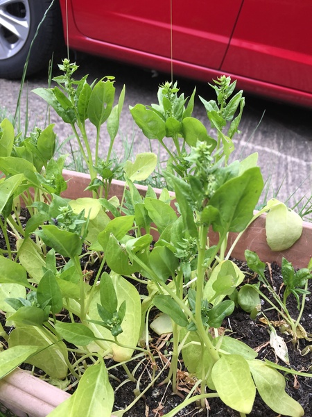 Has my chard bolted?