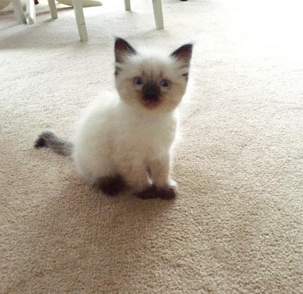 To love my kittens and want to see yours?