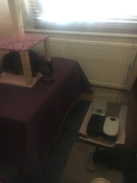 Eating the new kittens food