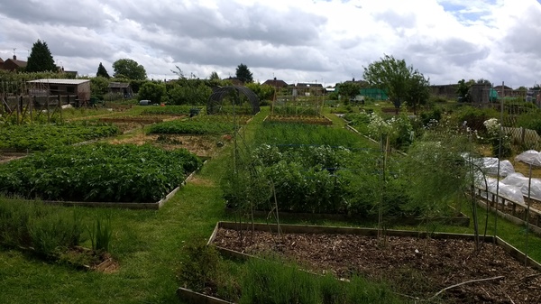Allotment?Veg Patch Thread 10 - Plotmenters  busy into summer ! and loving James Wong