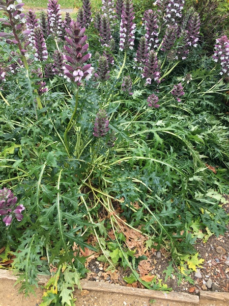 What is this plant?