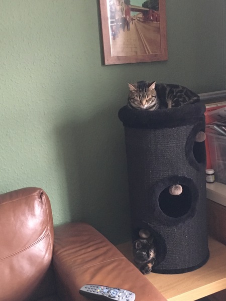 Cats still catting Part 4
