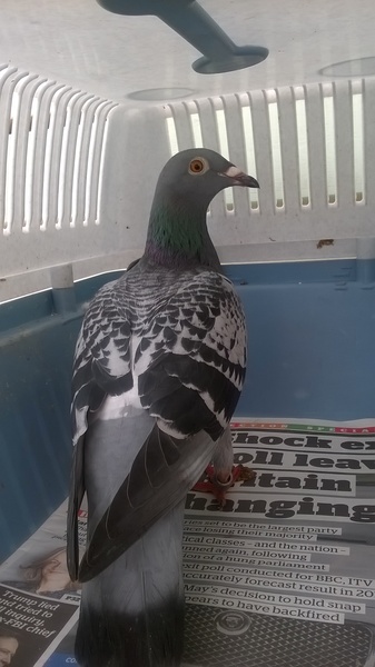 Anyone lost this? On my backstep if it's yours!