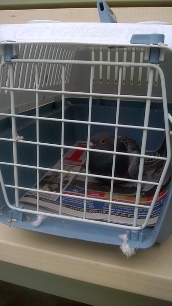 Anyone lost this? On my backstep if it's yours!