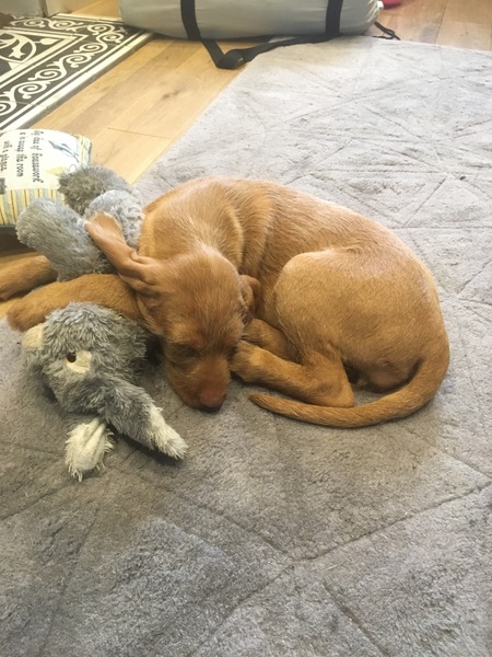Does anyone fancy a "puppy survival" thread part 2