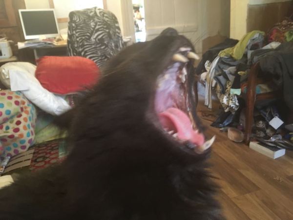 Cats still catting. What's your DCat up to today? Pt 3