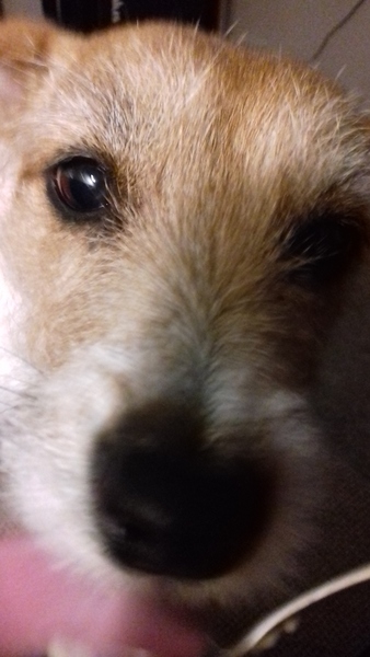 No excuse, just wanted to share a photo of our dog
